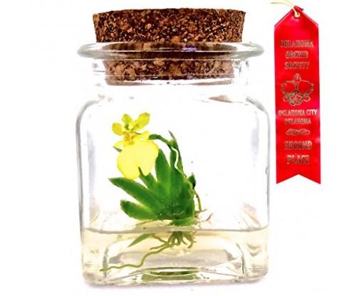 Pusilla Miniature Orchid Terrarium