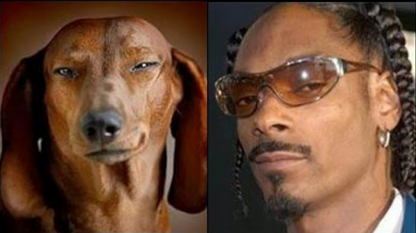 dog man resemblance