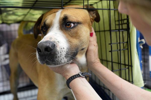 volonteer at pet shelter