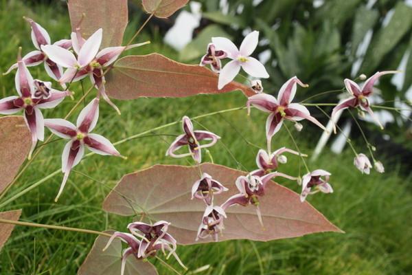 Epimedium