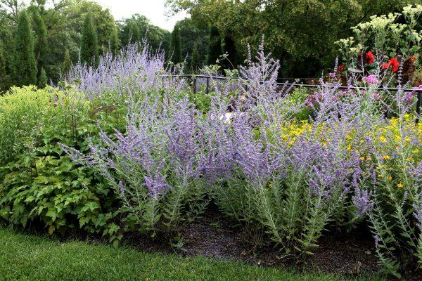 russian sage