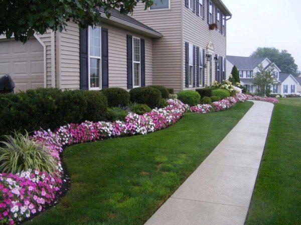 yard with plants