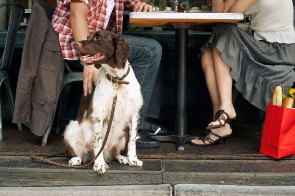 dog at restaurants