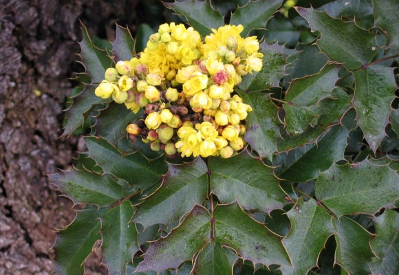 Oregon Grape (Berberis aquifolium)