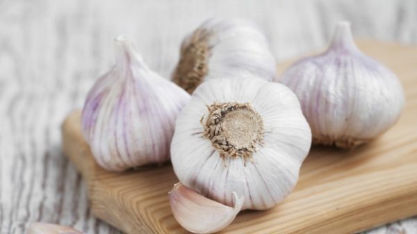 antibiotic garlic