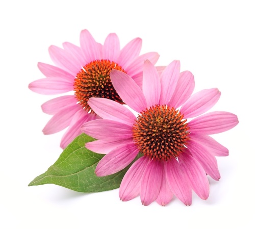 echinacea