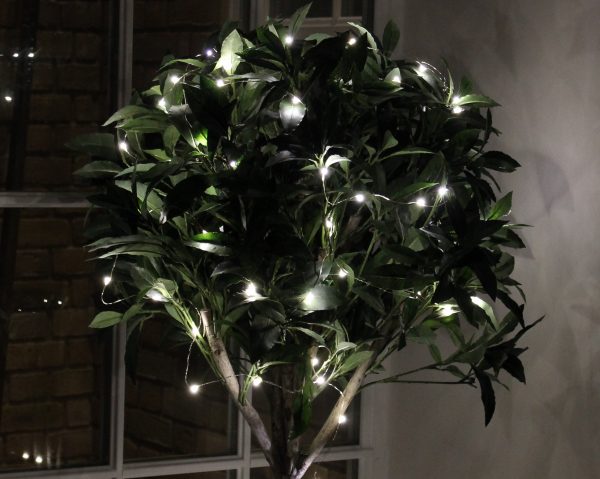 illuminated plant