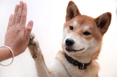 dog high five