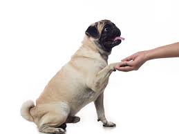 dog shake hands