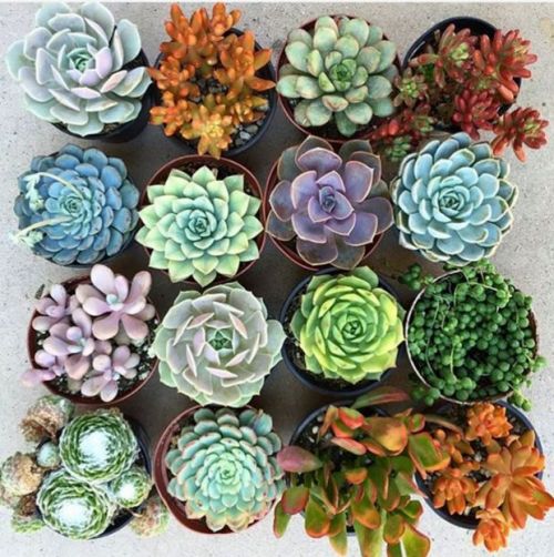 succulent plants colors