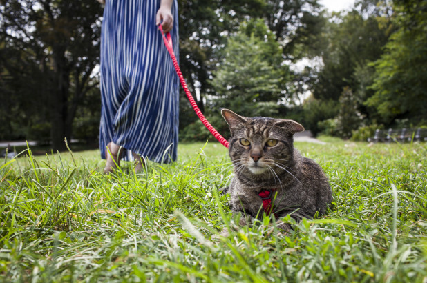 cat leashes