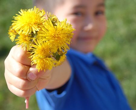 eating dandelions