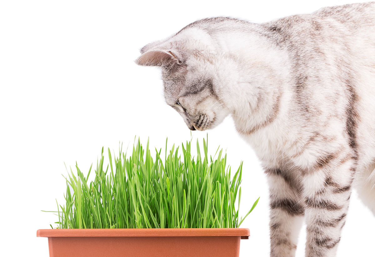 wheatgrass for dogs