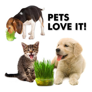 pets ans wheatgrass