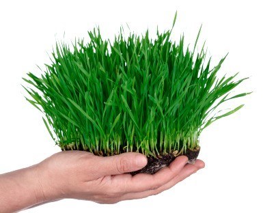 planting wheatgrass