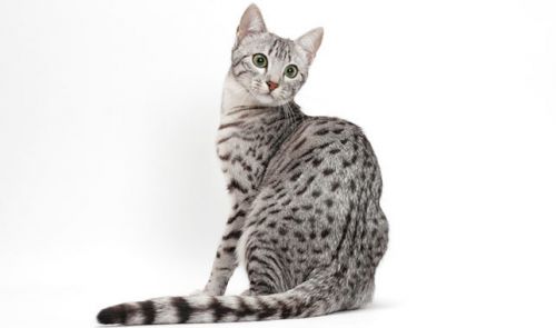 Egyptian Mau