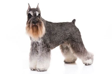 Miniature Schnauzers