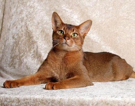 The Abyssinian