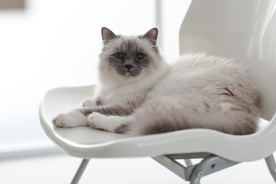 The Birman