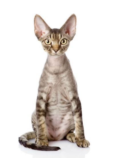 The Devon Rex