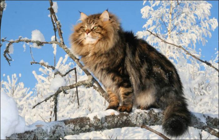 The Siberian