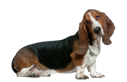 bassett hound