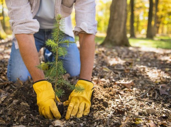 planting trees