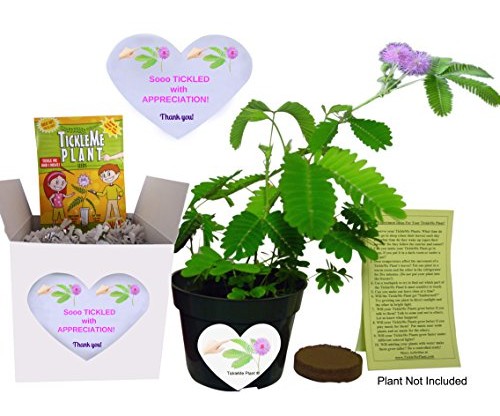 Tickle Me Plant