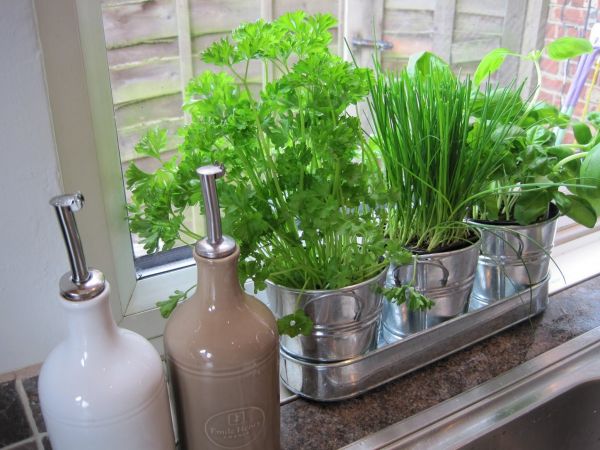 indoor herb gardening