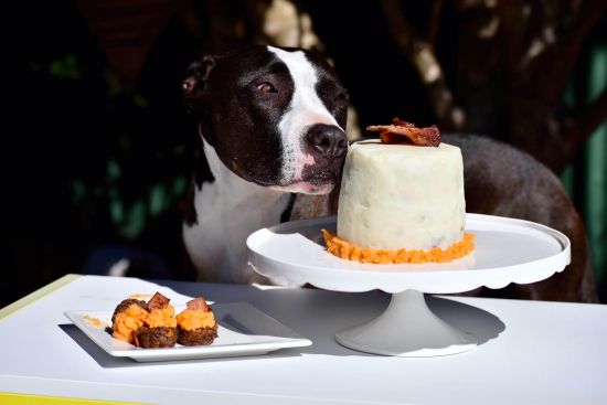 bacon cake dog