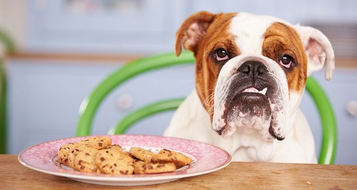 dog cake recipes for sensitive stomachs