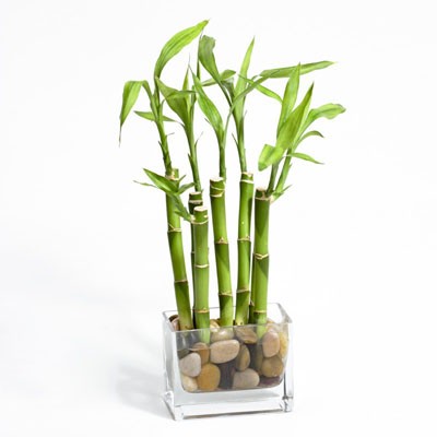 bamboo plant