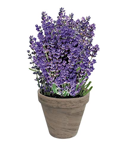 lavender plant