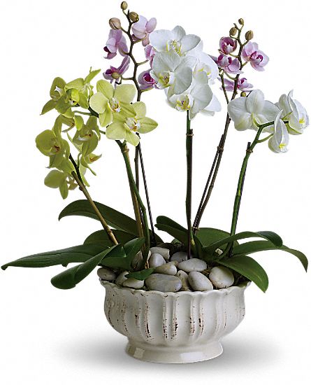 orchid plant