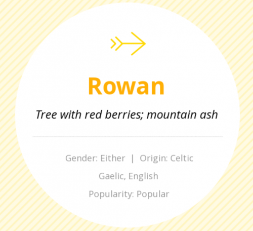 rowan