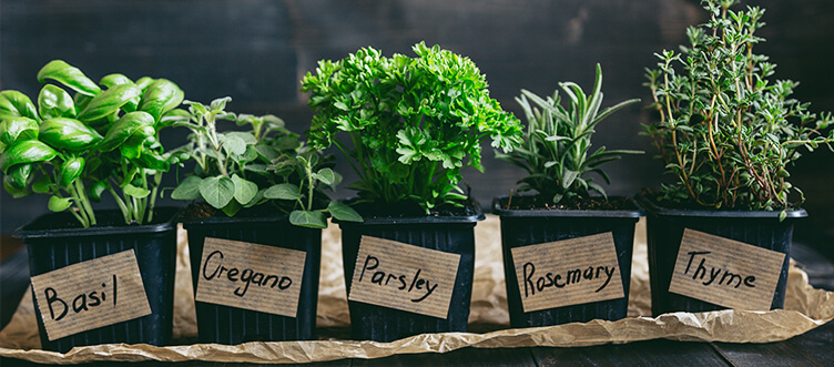 At-Home Herb Garden