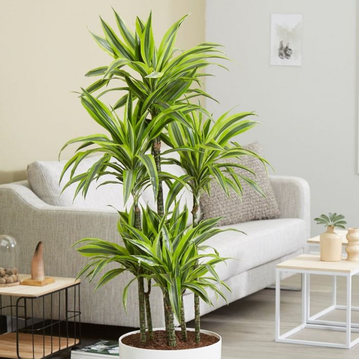 Dracaena