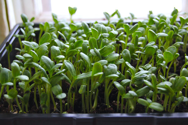 Microgreens