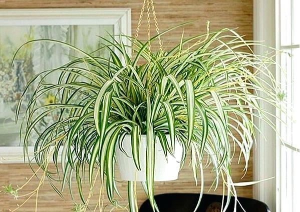 Spider Plants