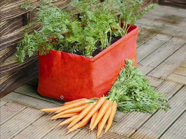 growing carrots home