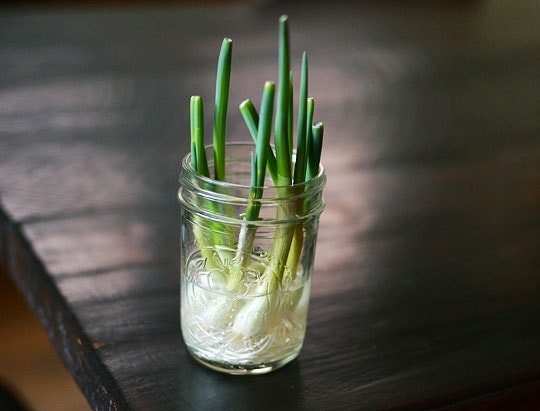 growing scallions