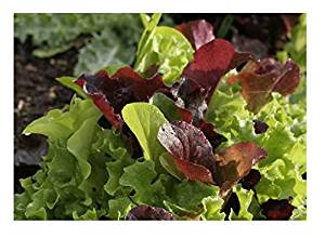 lettuce mix seed