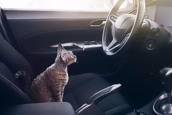 cat in car