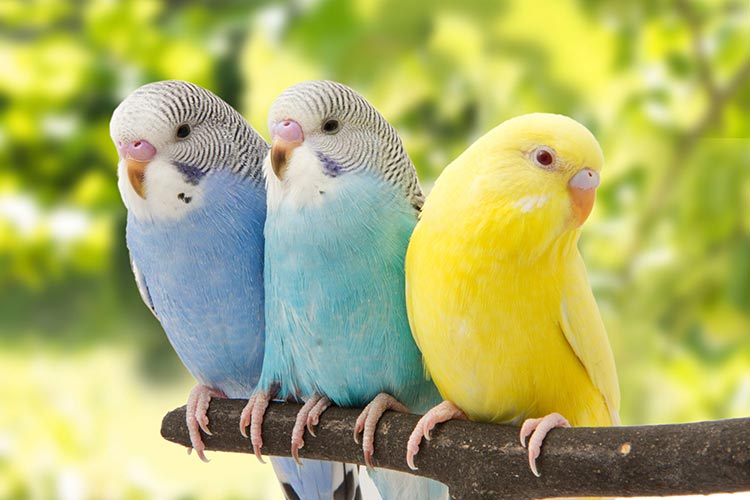 Budgerigar