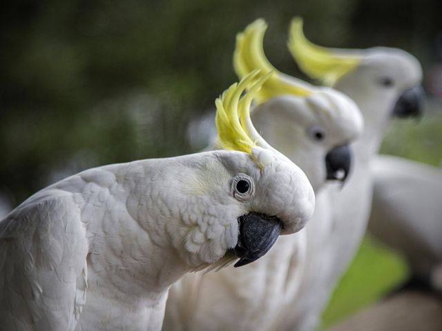 Cockatoo