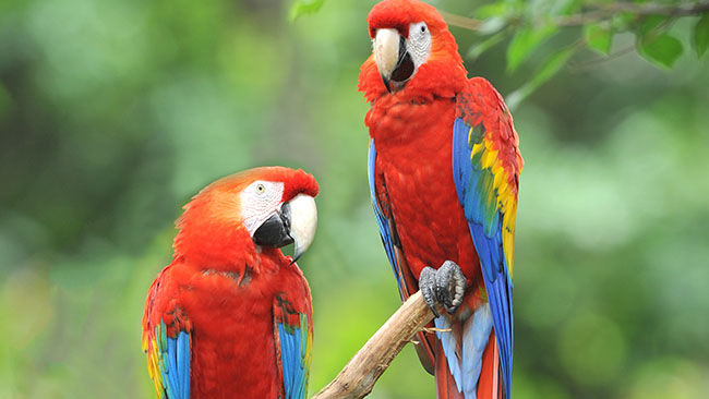 Macaw