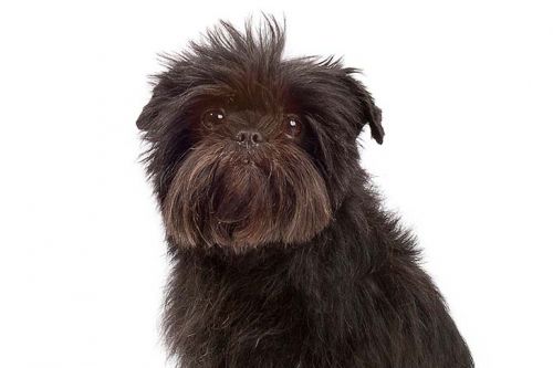 Affenpinscher hypoallergenic dogs