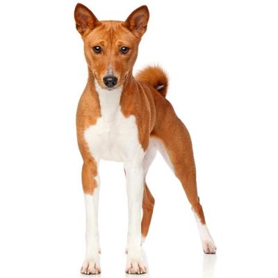 Basenji