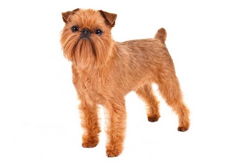 Brussels Griffon