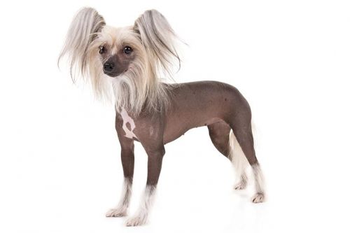 Hairless Chinese Crested